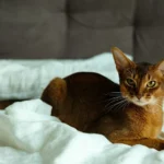 Die Abessinierkatze gehört zu den ältesten Rassekatzen der Welt