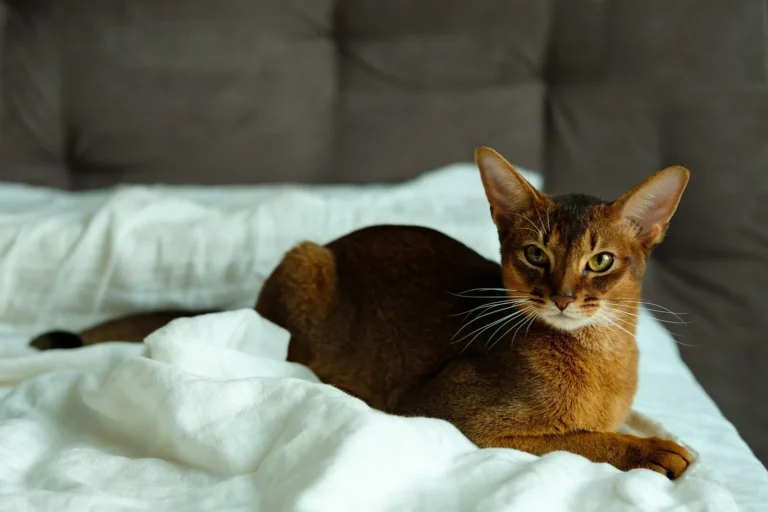 Abessinierkatze