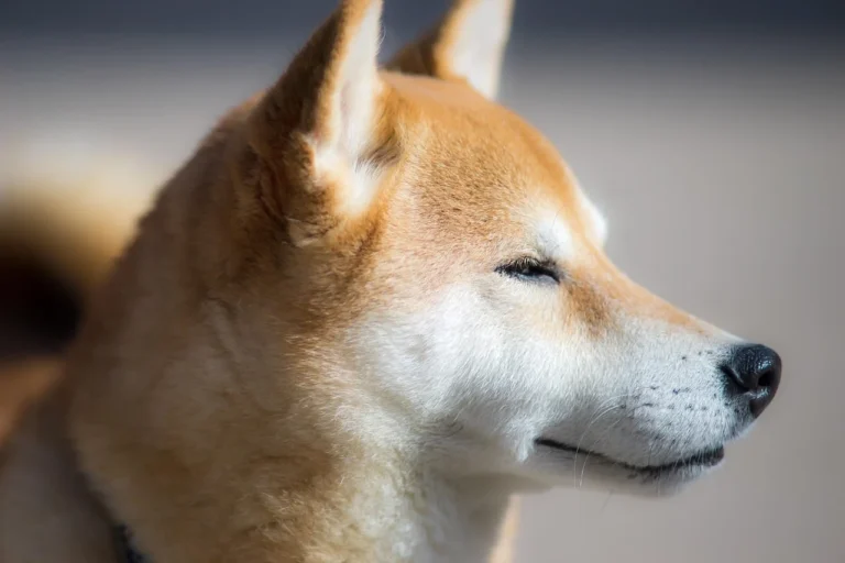 Entropium beim Hund – Überblick von Santévet