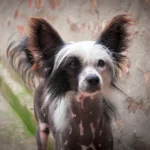 Der Chinesische Schopfhund ist sehr bekannt