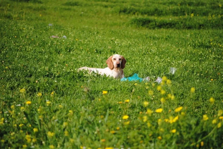 Talgdrüsen beim Hund – alles, was Sie wissen müssen