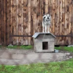 Lapphund steht auf Hundehütte
