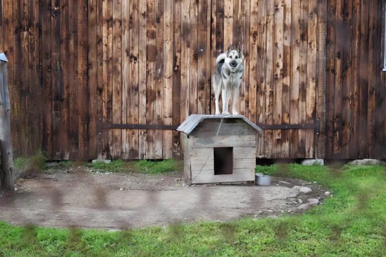 Finnischer Lapphund