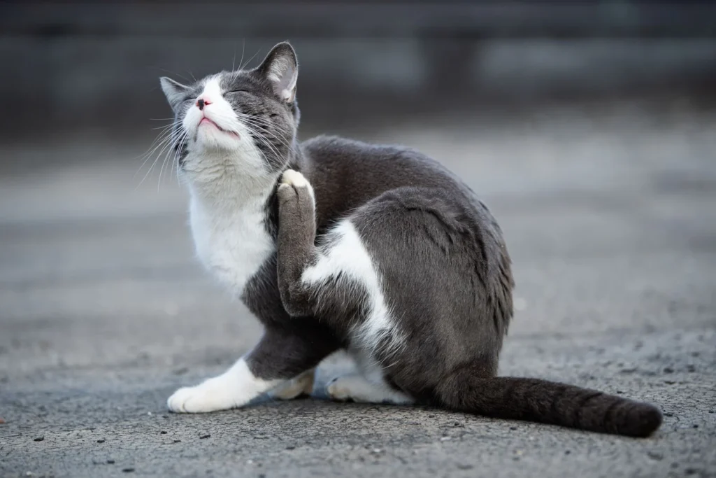 Juckreiz bei Katzen: Ursachen und Symptome erkennen