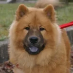 Eurasier benötigen viel Bewegung
