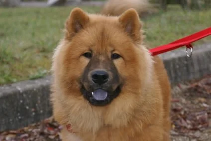Eurasier: Charakter, Wesen und Kosten im Rasseportrait