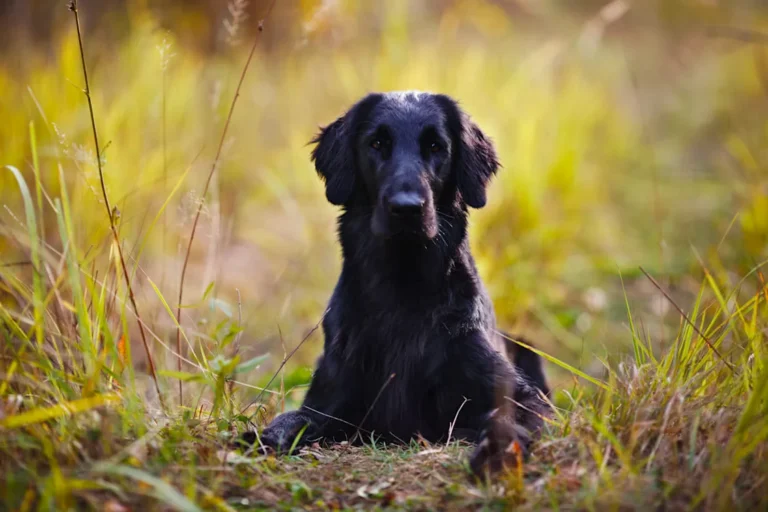 Flat Coated Retriever: Rasseportrait des eleganten Wasserapportierhunds