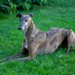 Viele Galgos haben einen ausgeprägten Jagdinstinkt