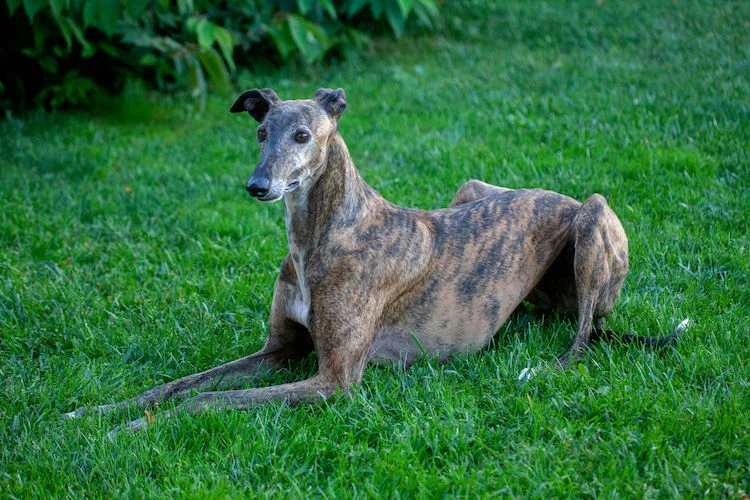 Galgo Español