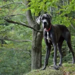 Es spricht viel dafür, einen süßen Broholmer Welpen als zukünftigen Familienhund in die engere Wahl zu nehmen.