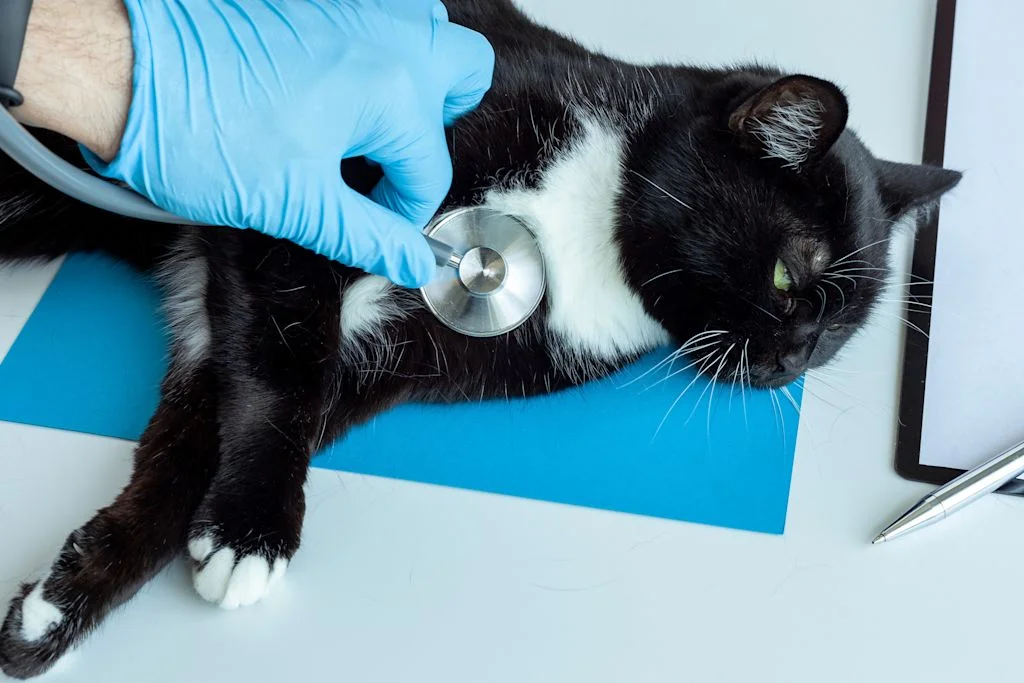 Eine Tierärztin die mit einem Stethoskop die Herzfrequenz einer schwarz-weißen Hauskatze überprüft.