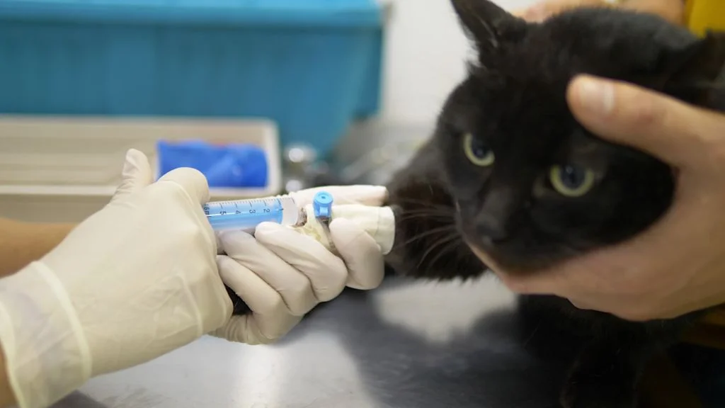 Eine Hauskatze, die eine Infusion in einer Tierklinik bekommt.