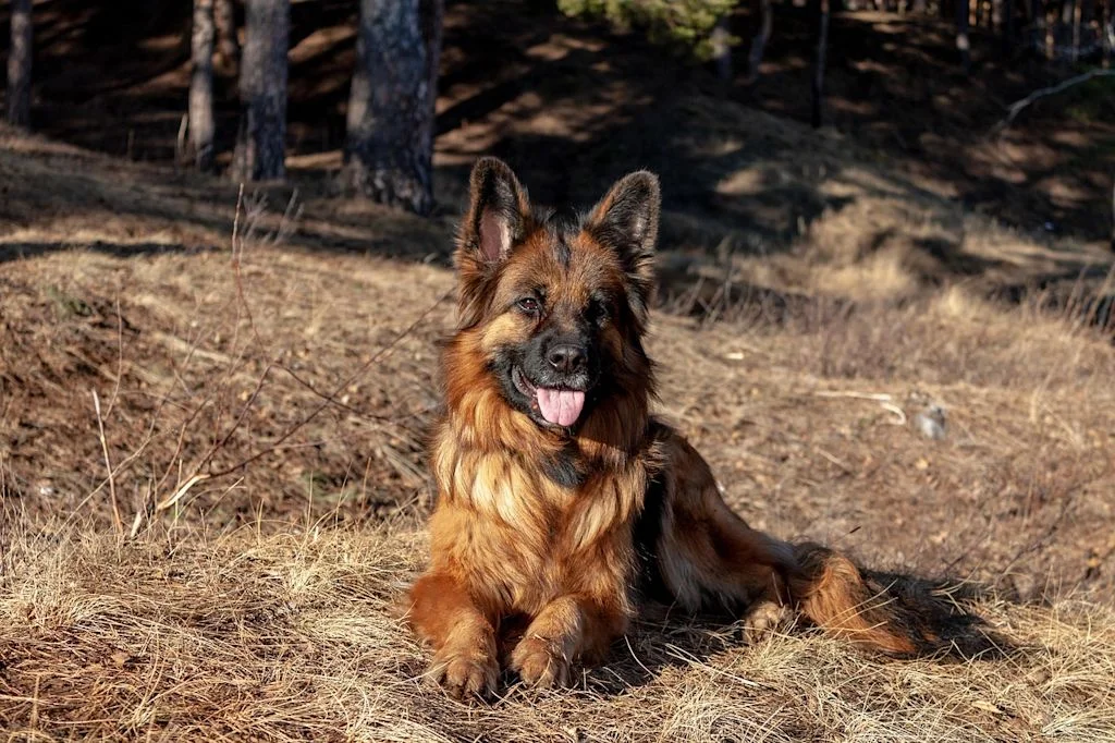 Schäferhund liegt in der Sonne
