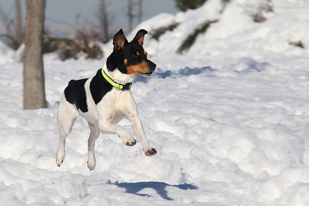 Bodeguero springt im Schnee