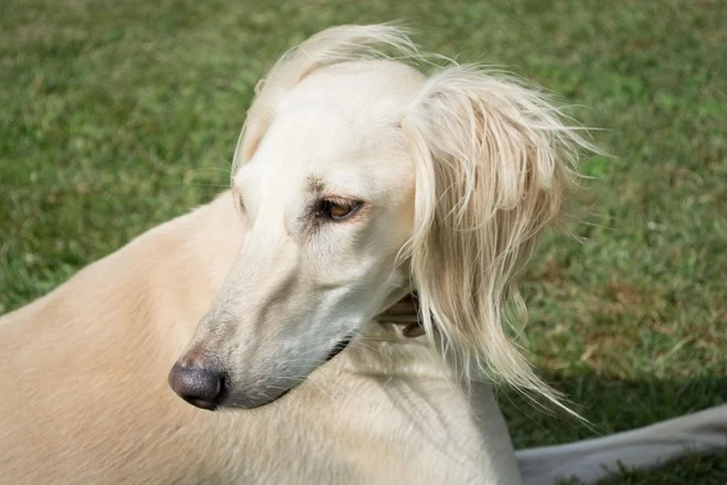 Saluki liegt im Gras