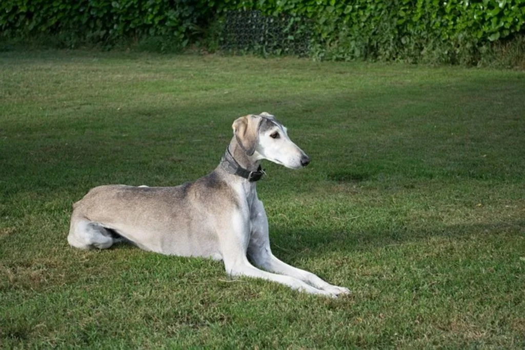 Saluki im Garten