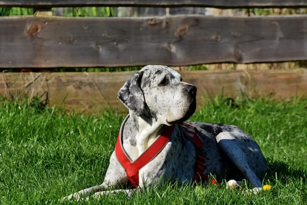 Niedlicher Dänisch-schwedischer Hofhund in spielbereiter Pose im Wohnzimmer.