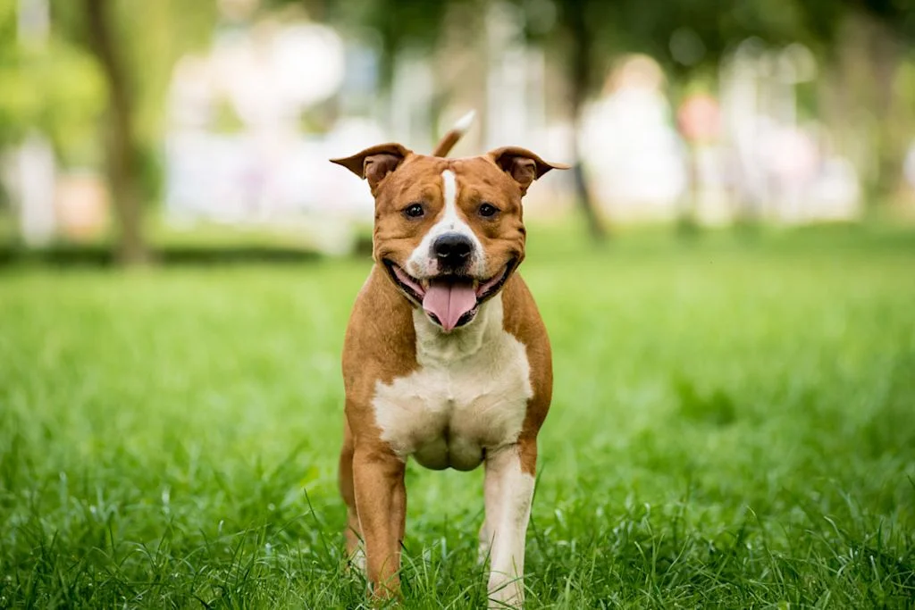 Jeder Hund benötigt viel Zeit