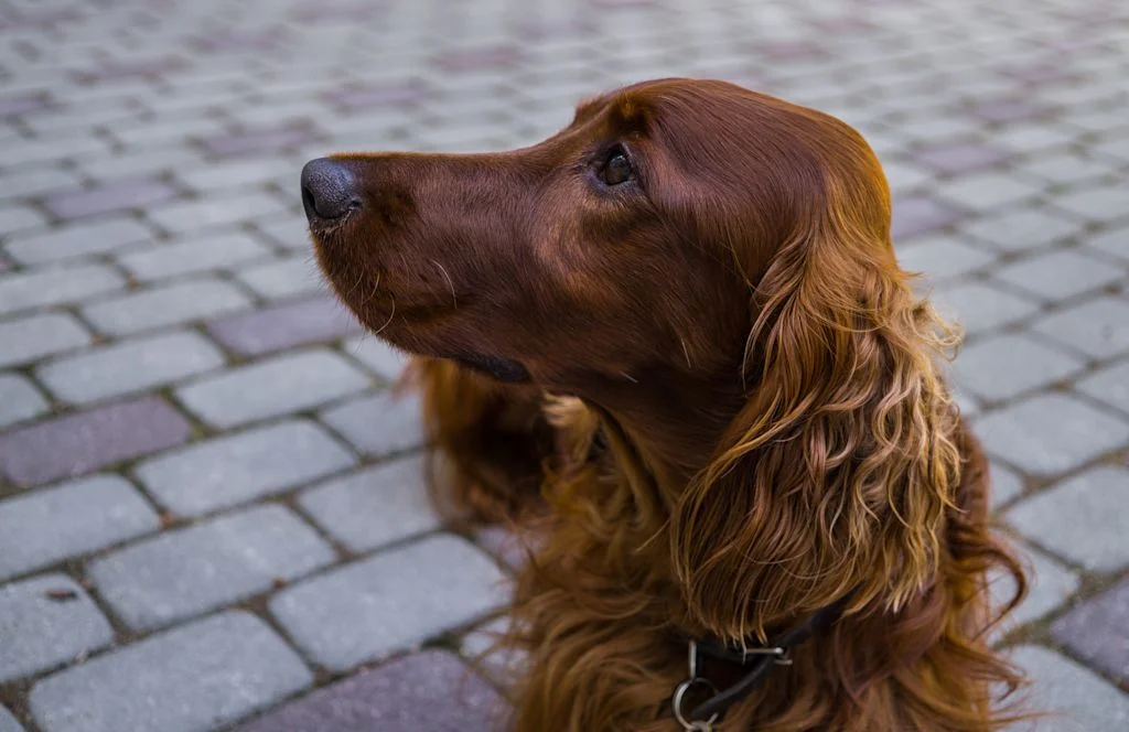 Die Ansprüche der Tiere sind sehr unterschieldich