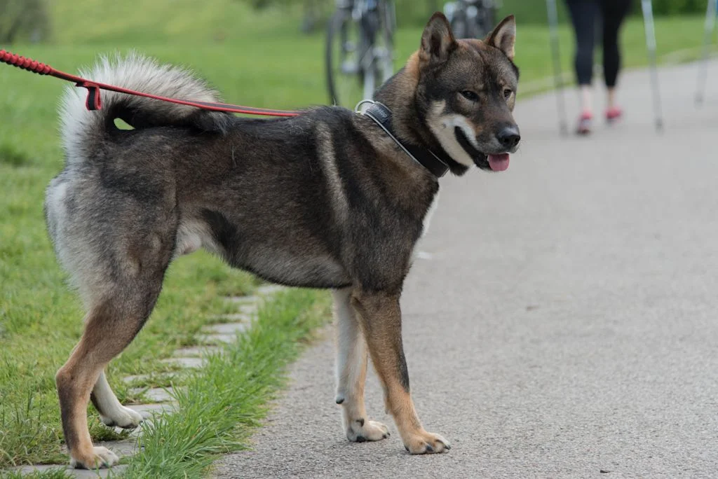 Shikoku gelten als Naturdenkmal