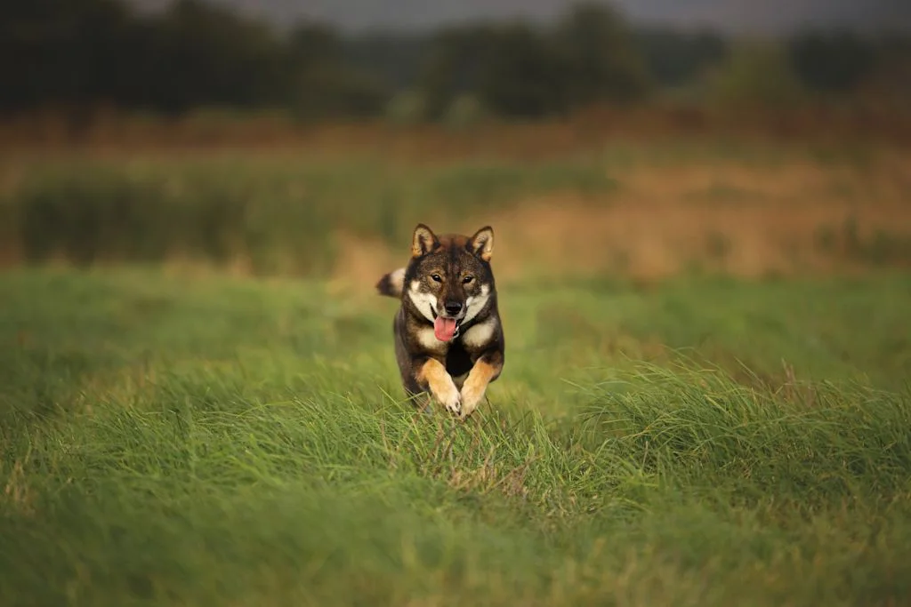 Ursprünglich sind es Jagdhunde
