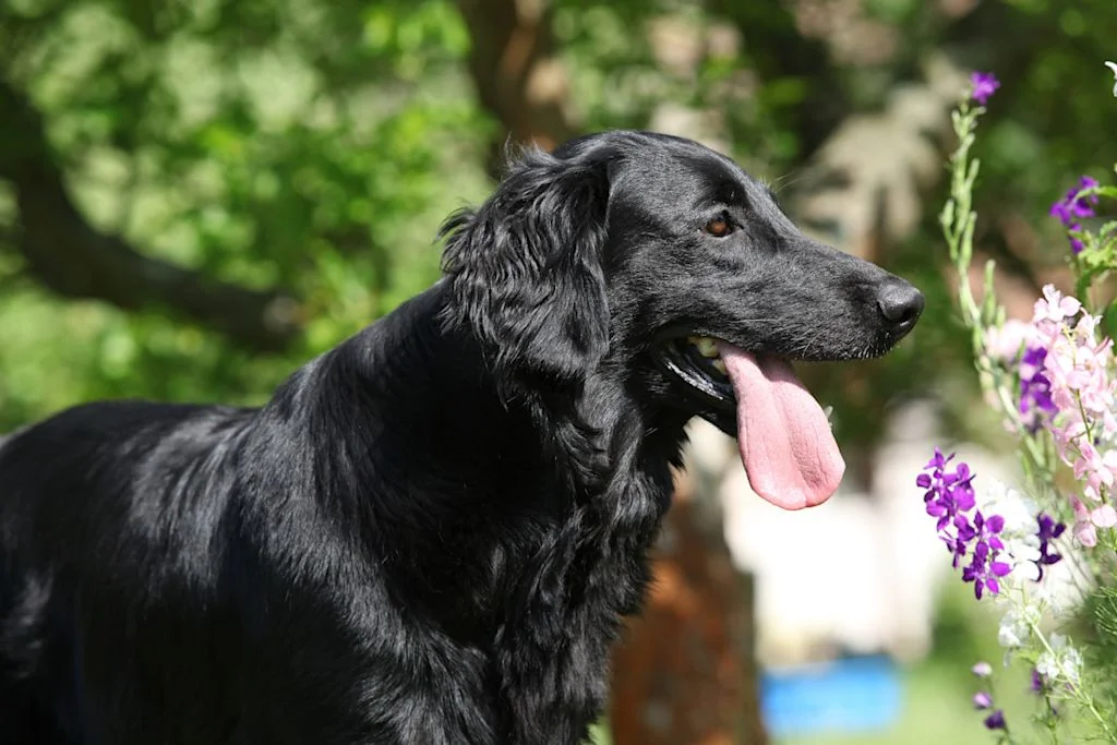 Flat Coated Retriever benötigen viel Bewegung