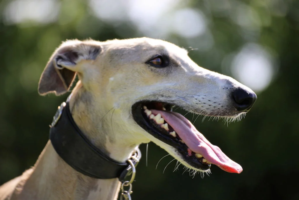Der spanische Windhund ist eine alte Hunderasse
