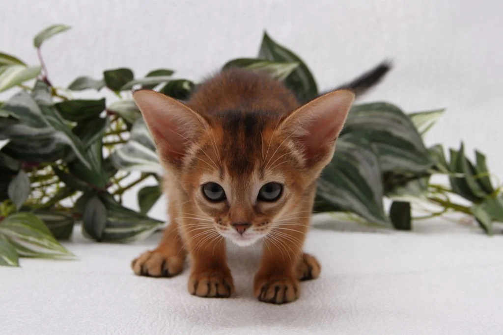 Abessinierkatzen gelten als verspielt