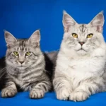 Sind XXL-Katzen die richtige Wahl für mich?