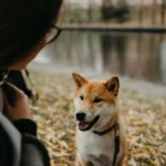 Die Hunde benötigen erfahrene Halter