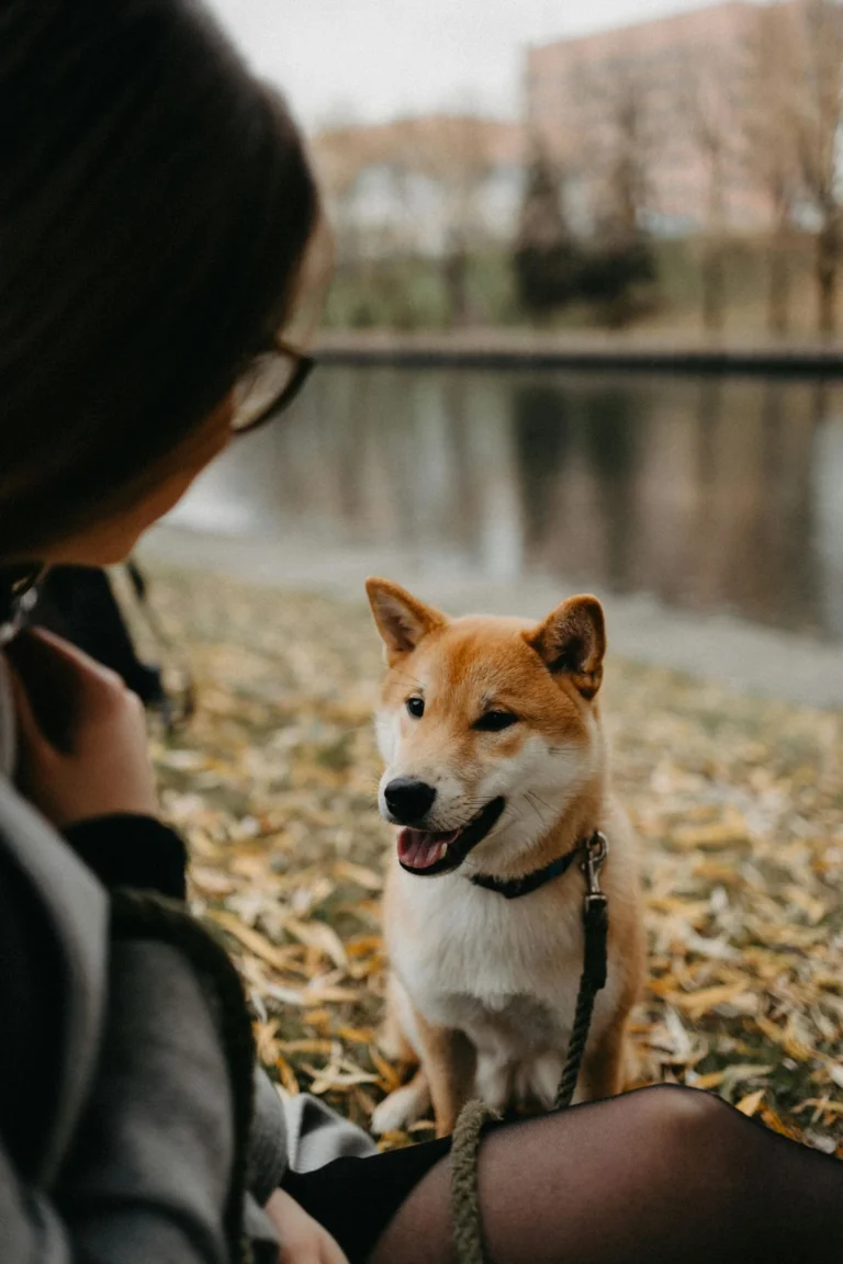 Shikoku: Rasseportrait