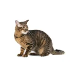 Toyger sind sehr menschenbezogen