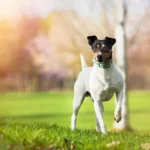 Bodegueros kommen oft über den Tierschutz