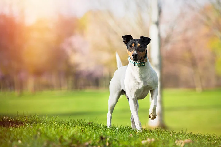 Ratonero Bodeguero Andaluz: Rasseportrait des andalusischen Terriers