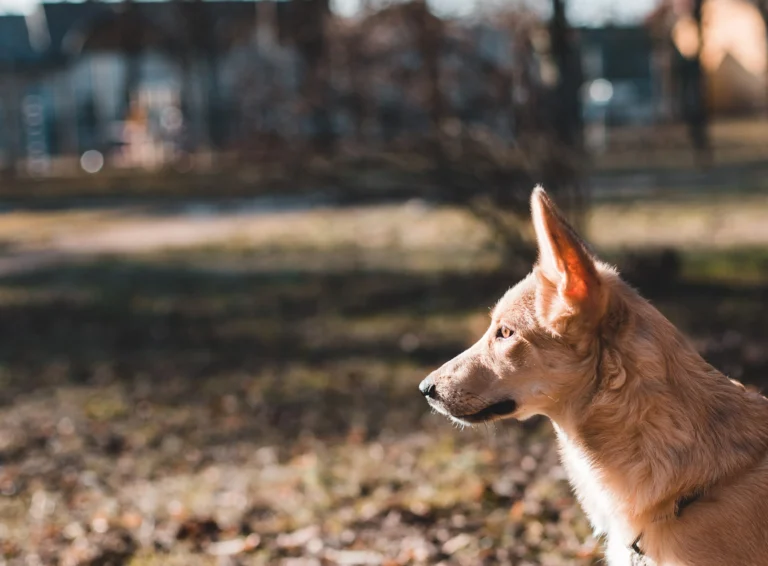 Hunderegister Niedersachsen: Pflicht, Kosten & alle Infos für Hundehalter
