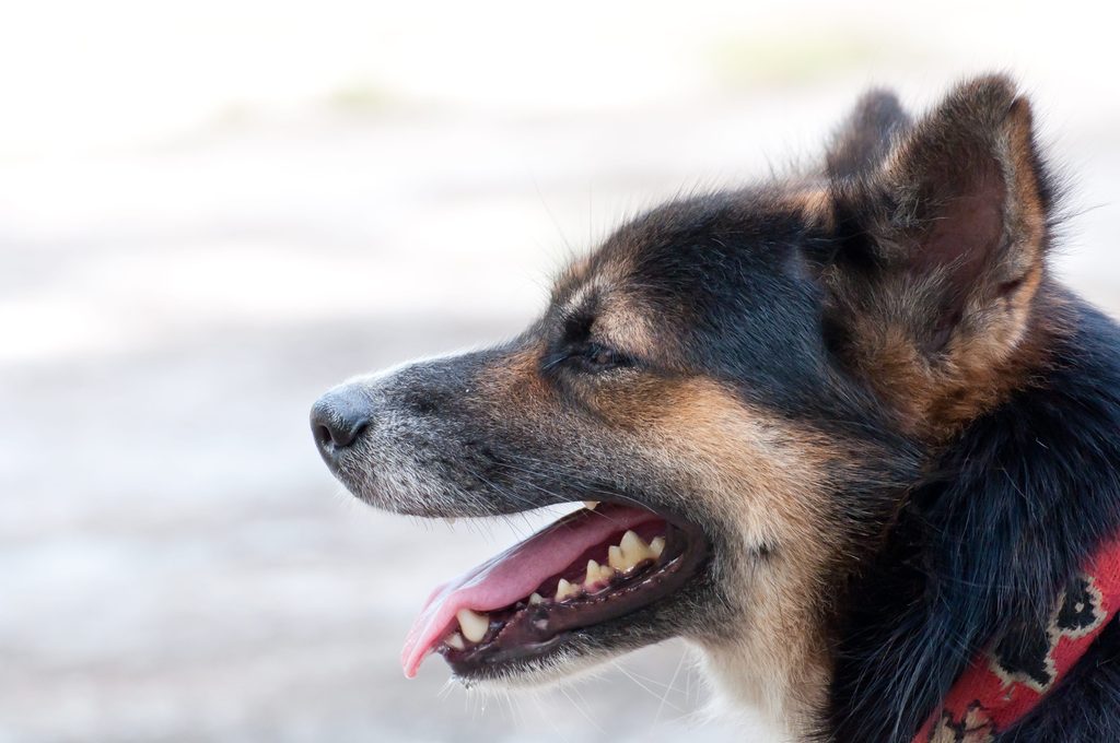 Ein hechelnder Deutscher Schäferhund mit rotem Halsband