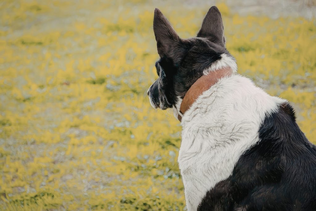 Schwarz-weißer Hund mit braunem Halsband auf einer Blumenwiese