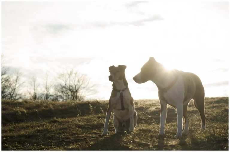 Hundesteuer in Deutschland
