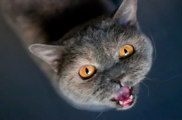 Die Katze macht Miau – warum?