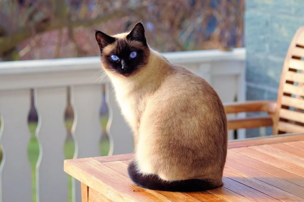 Siamkatze
