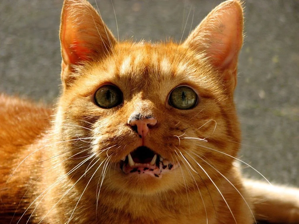 Miauende rote Katze