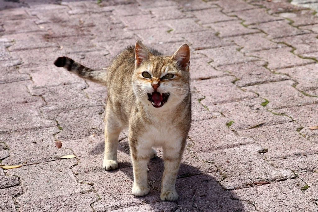Laut miauende Katze