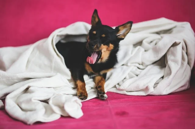 Soll man einen Hund nachts zudecken?