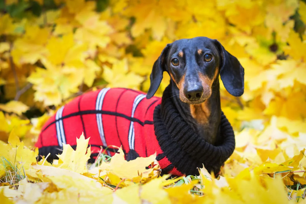 Hund mit Mantel