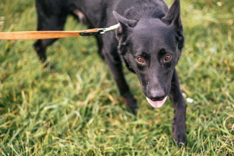 Anleinpflicht in Deutschland nach Bundesländern – Wo muss mein Hund an die Leine?   