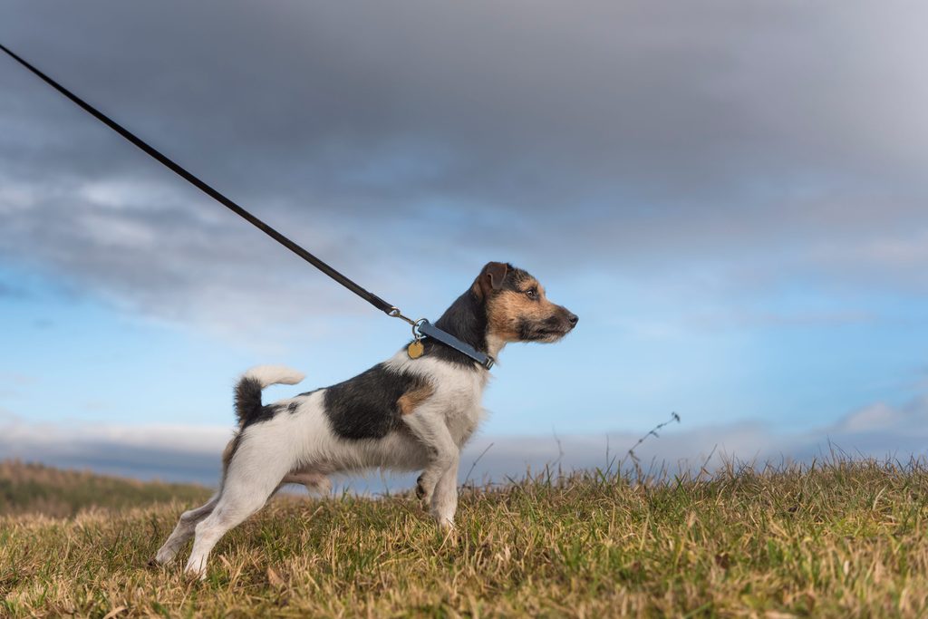 Ein Jack Russell Terrier läuft angeleint über eine Wiese