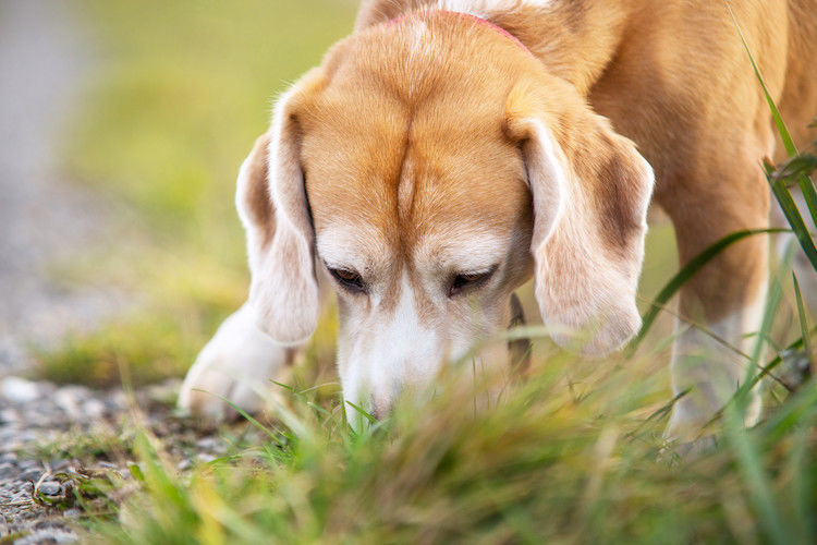 Die Prozessionsraupe beim Hund