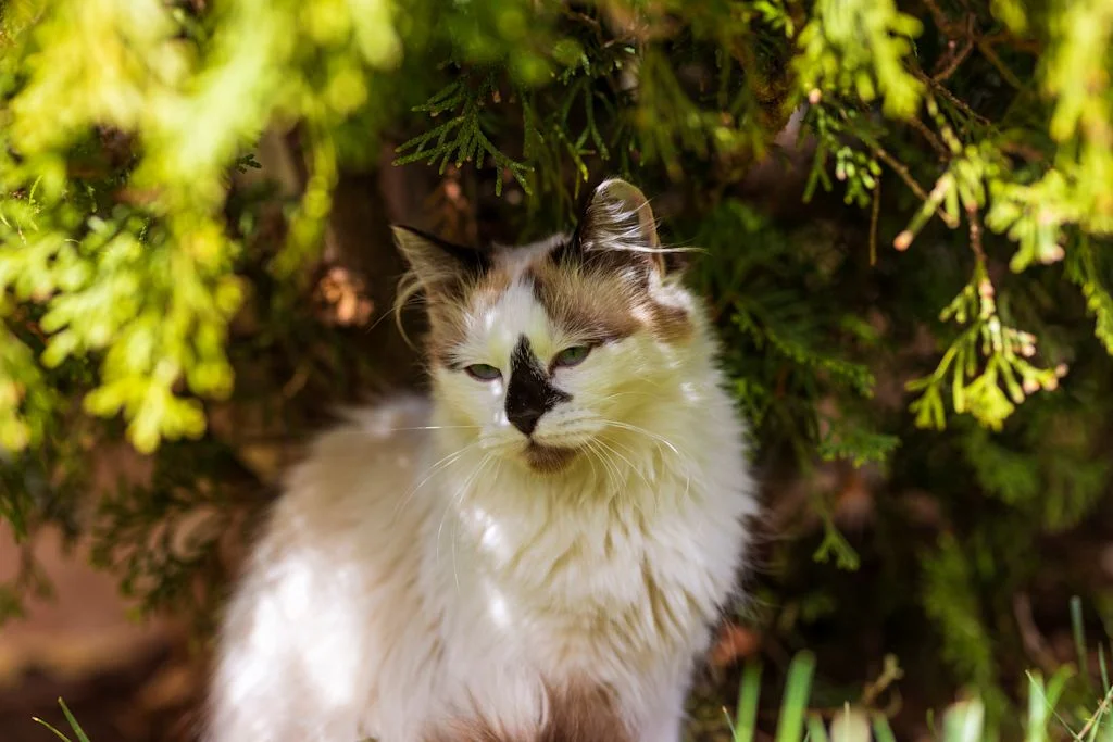 Stress mögen Himalaya-Katzen nicht