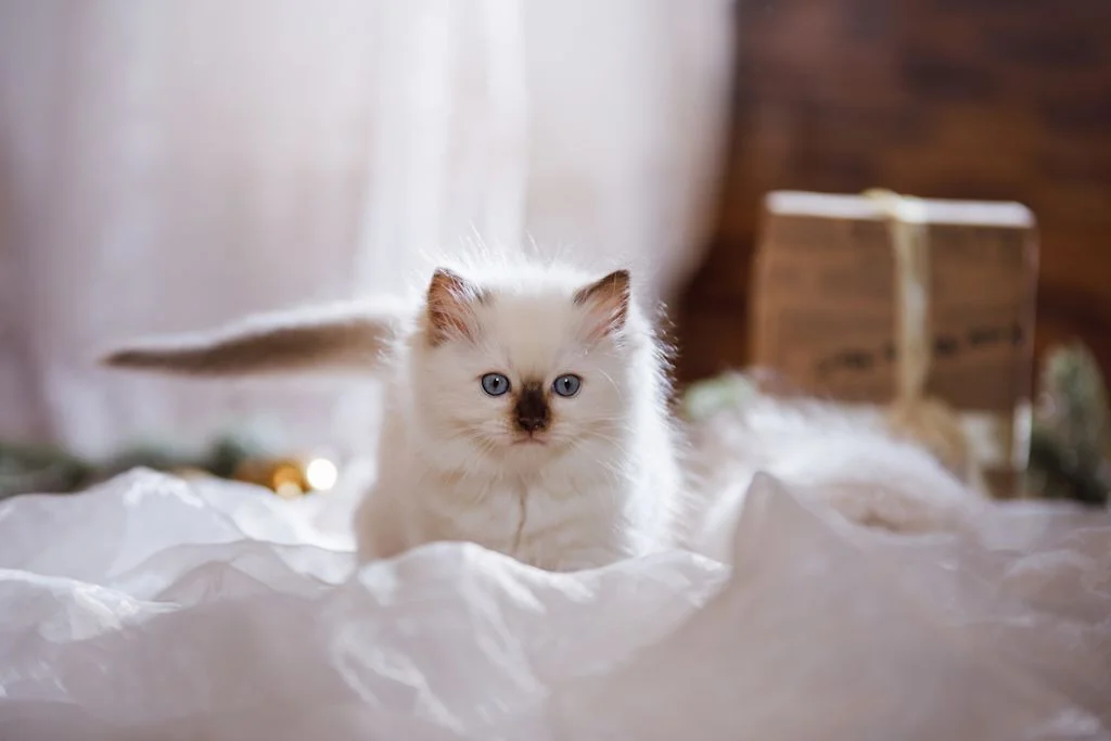 Kitten sind relativ teuer