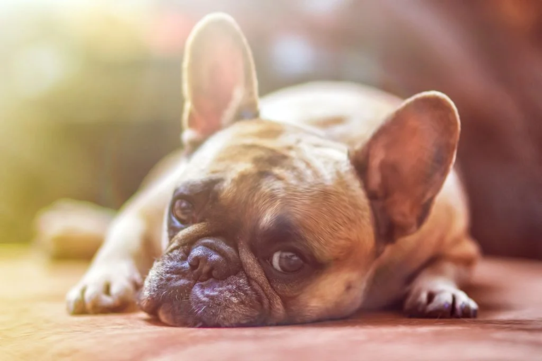 Sind Nüsse giftig für Hunde?